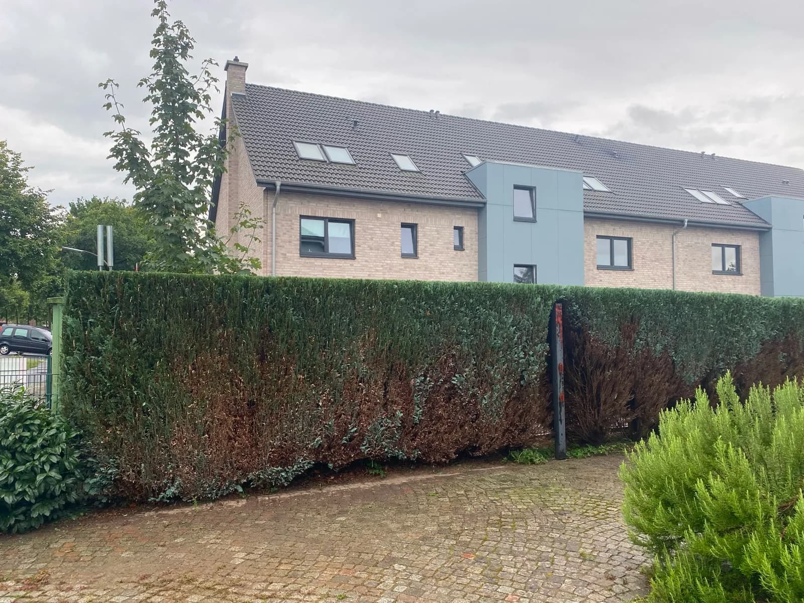 Hohe, in Form geschnittene Thuja-Hecke entlang einer gepflasterten Einfahrt